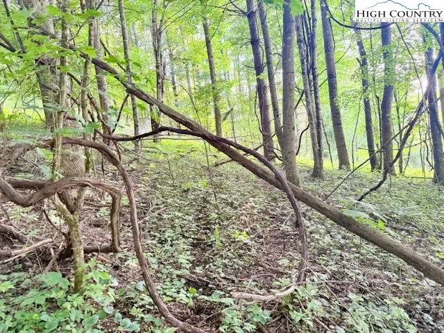 a view of outdoor space with lots of trees