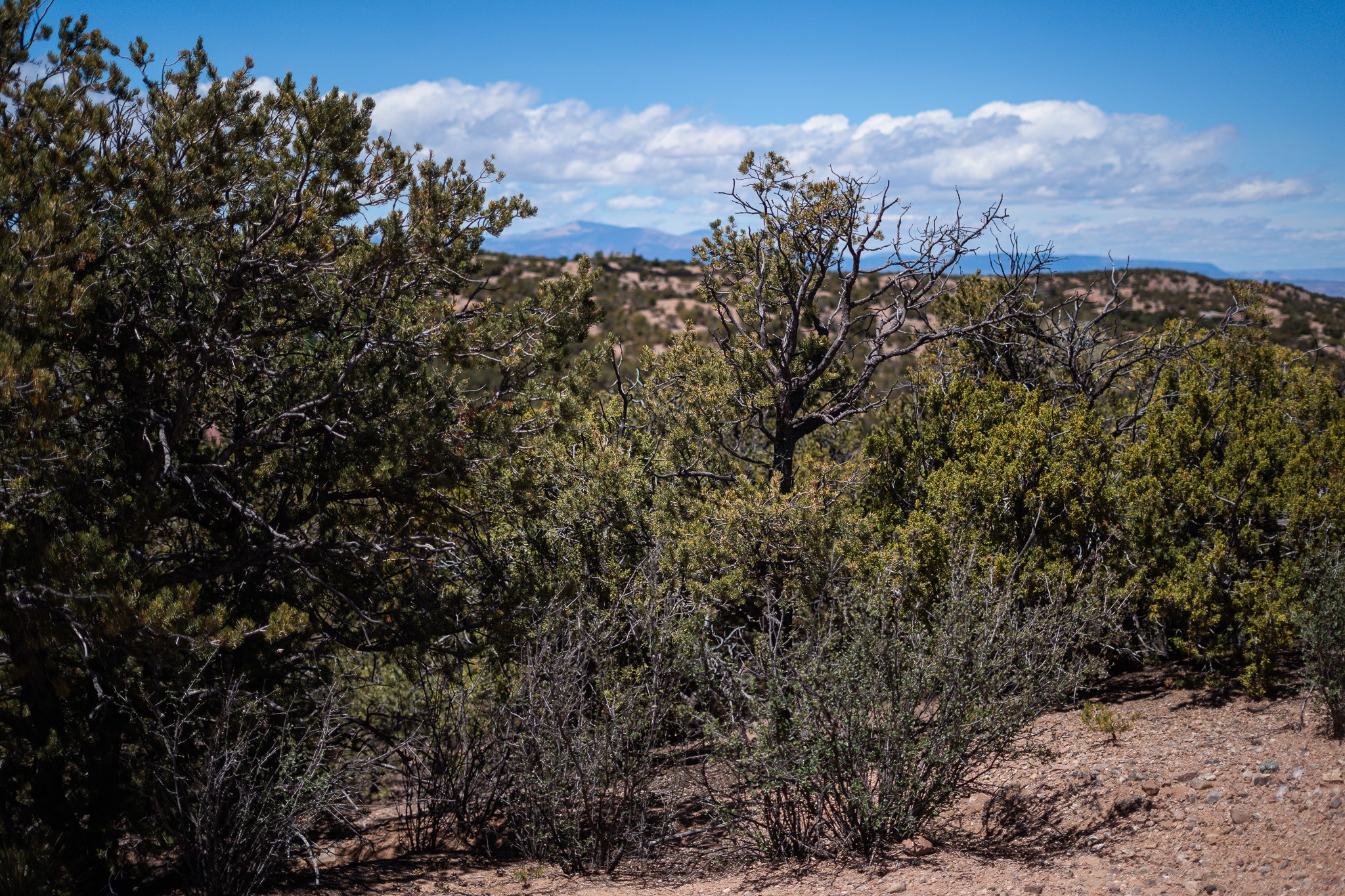 67-acres Red Ridge Santa Fe, NM 87501 - Photo 16 of 40 Middle Lot