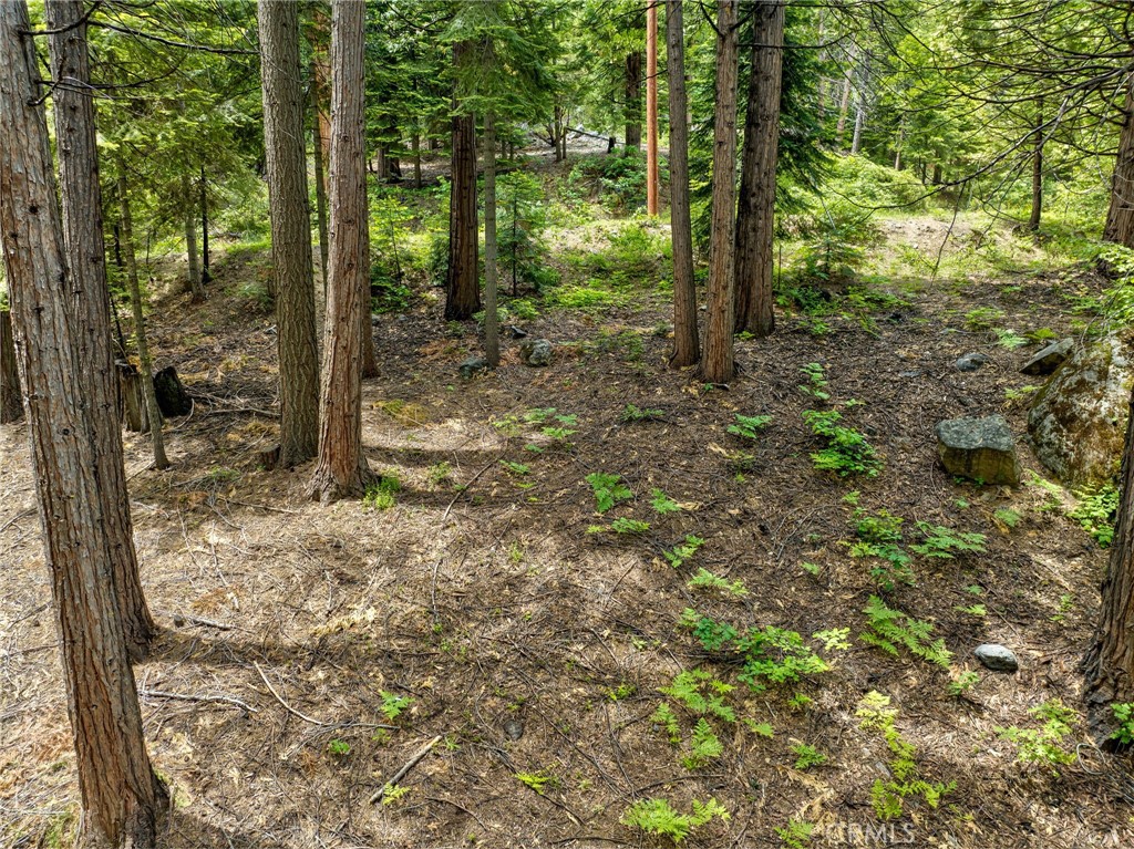 7663 Forest Drive Fish Camp, CA 93623 - Photo 43 of 43 a view of a forest with trees