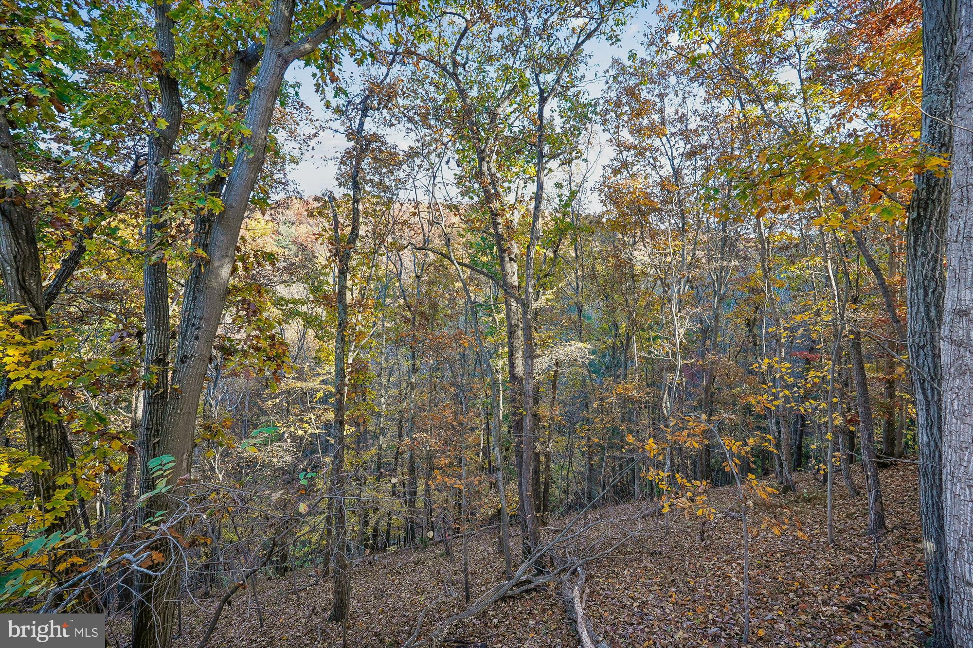 598 Timber Lane Bluemont, VA 20135 - Photo 7 of 43 View From Back