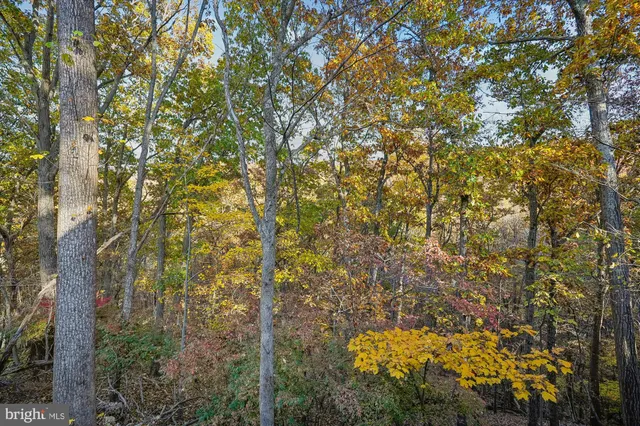 a view of a tree in a yard