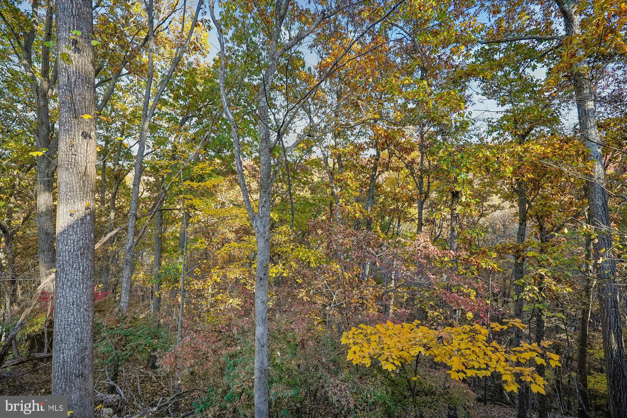 598 Timber Lane Bluemont, VA 20135 - Photo 9 of 43 View