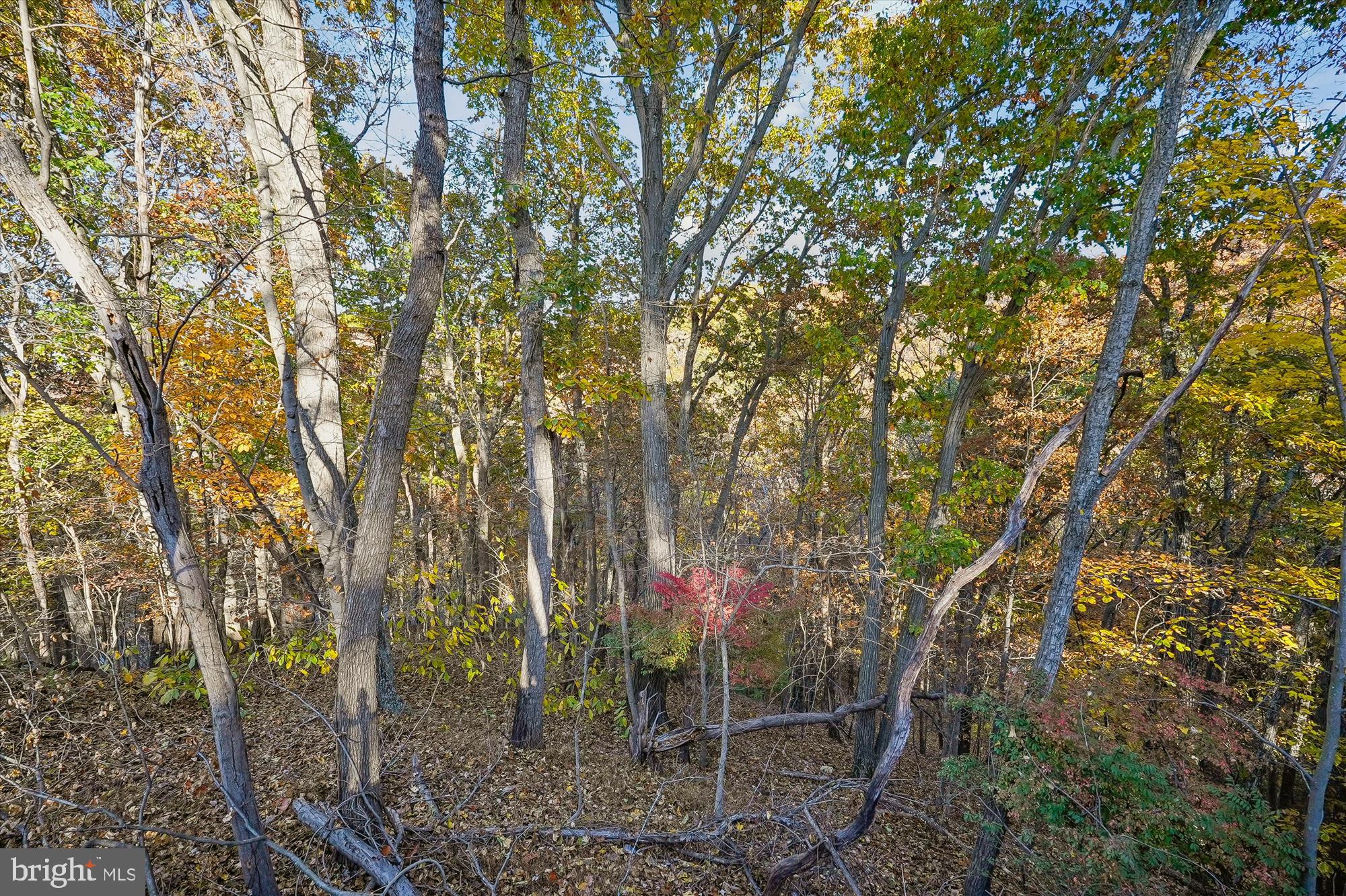 598 Timber Lane Bluemont, VA 20135 - Photo 10 of 43 View