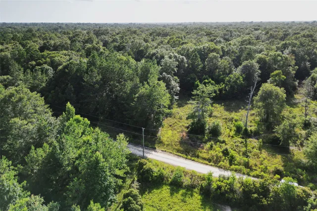 a view of a forest with a street
