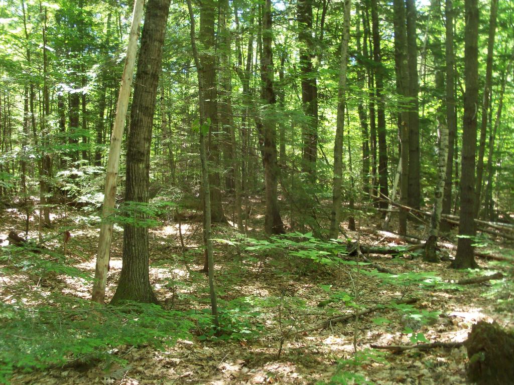 Tbd Potter Road Center Conway, NH 03813 - Photo 7 of 12