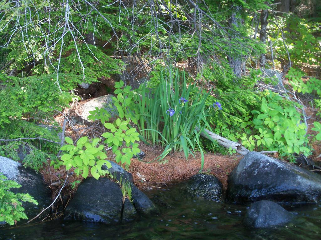 Tbd Potter Road Center Conway, NH 03813 - Photo 9 of 12