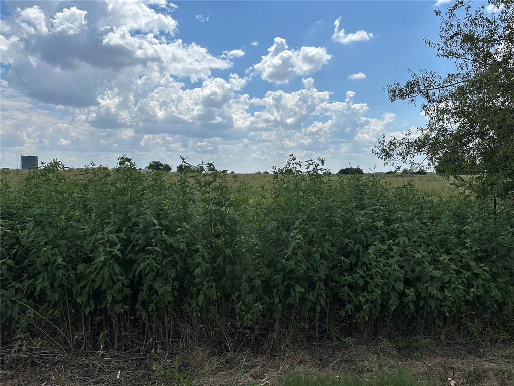 Lot 6 Rutledge Road Whitewright, TX 75491 - Photo 14 of 14 a view of a bunch of trees