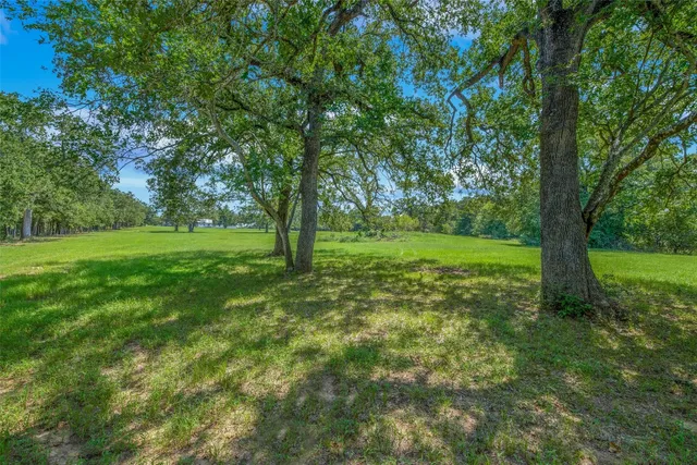 a view of a big yard with plants and large trees