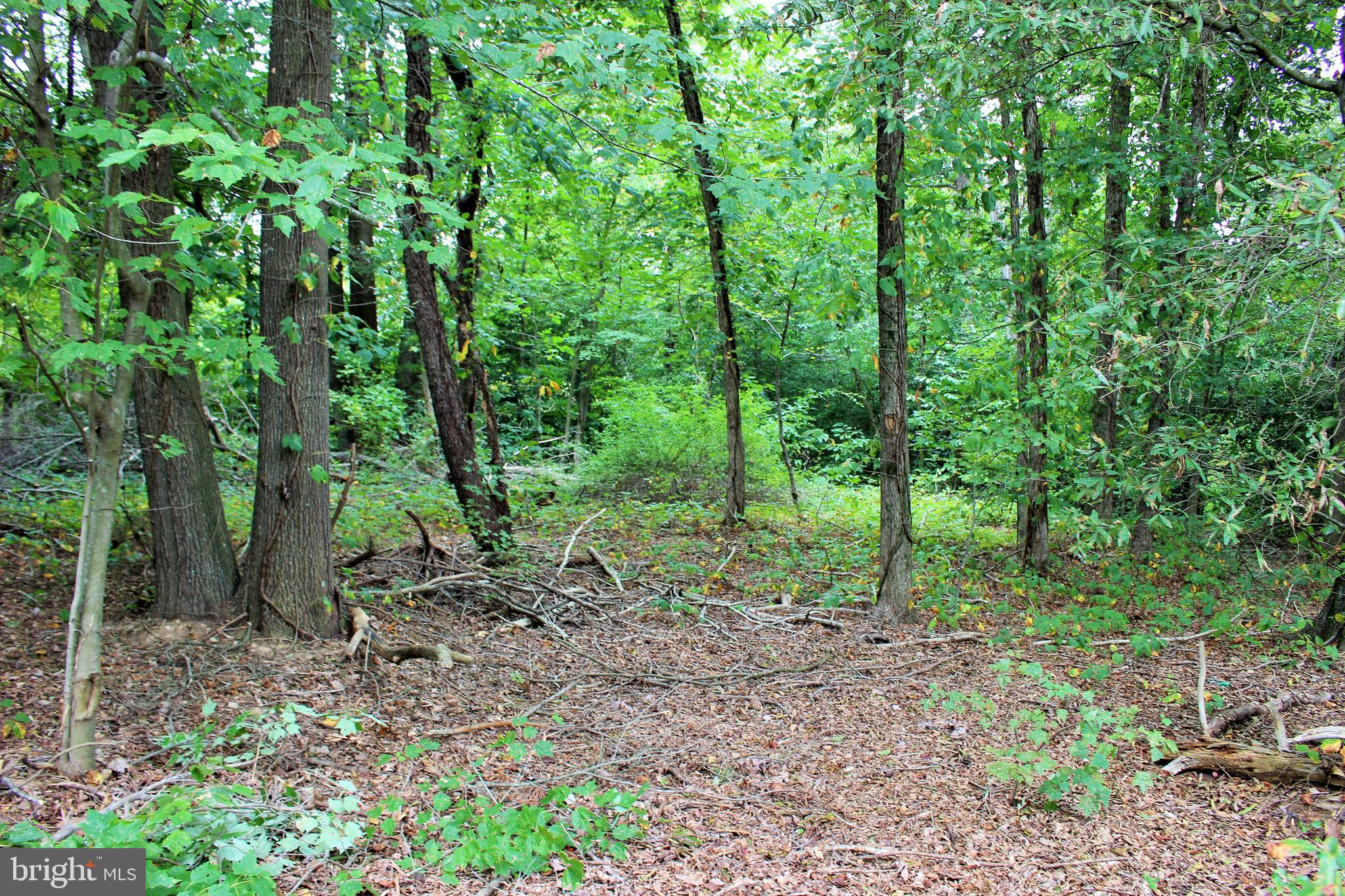 3 Notch Road Mechanicsville, MD 20659 - Photo 2 of 11 a view of a forest that has large trees