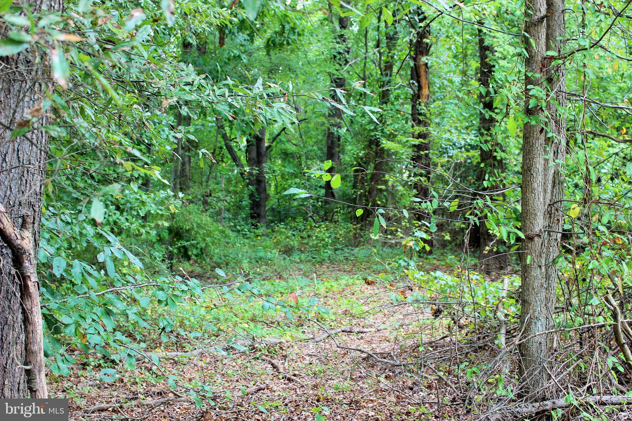 3 Notch Road Mechanicsville, MD 20659 - Photo 3 of 11 a view of a lush green forest