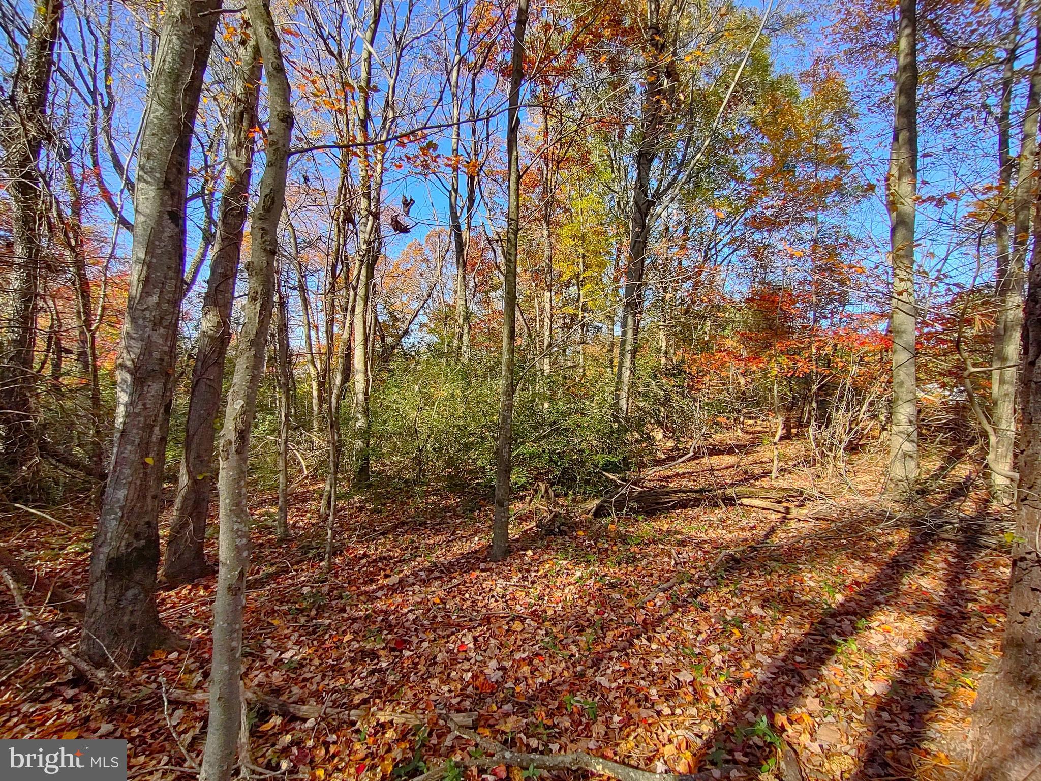 3 Notch Road Mechanicsville, MD 20659 - Photo 7 of 11 a view of a yard with a tree