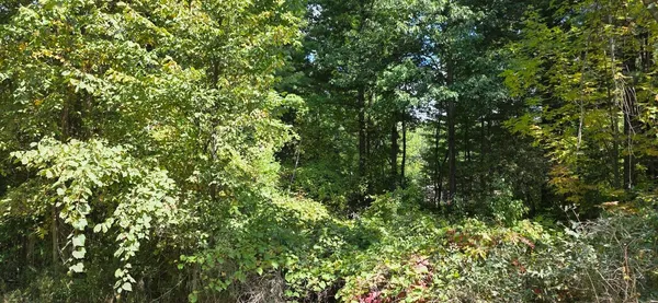 $10,000 | Lot 48 Blackberry Road, Unit LOT 47 SHEARER, Gladwin, MI 48624