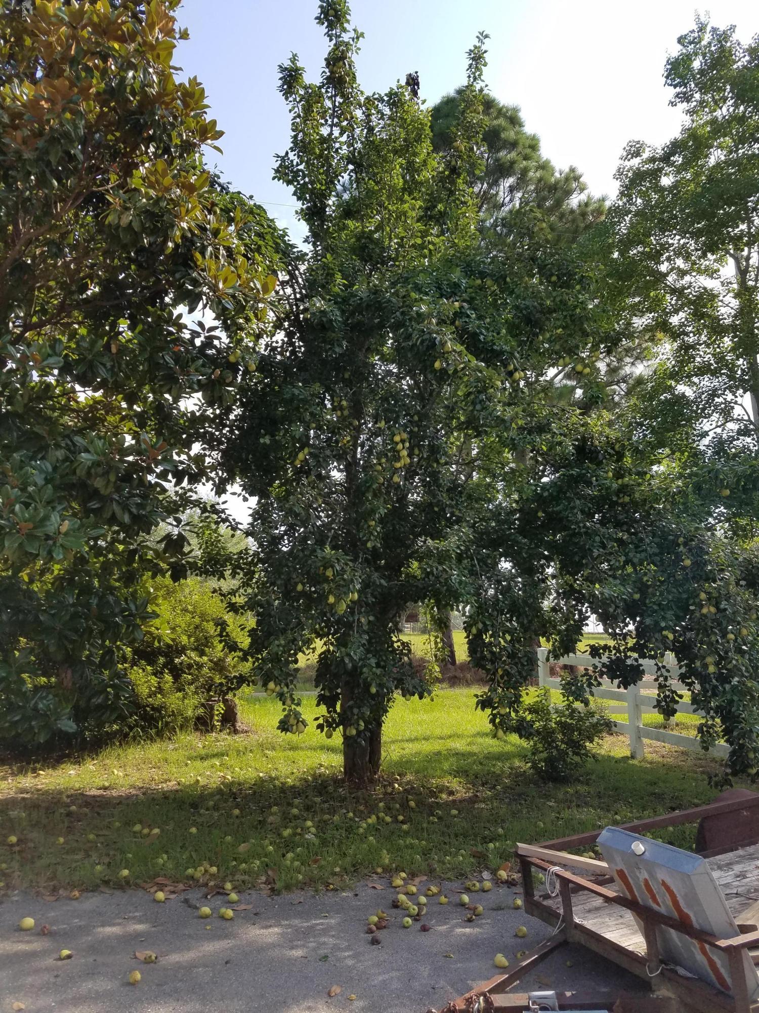 22241 Mayfield Road Gulfport, MS 39503 - Photo 42 of 46 Pear Tree
