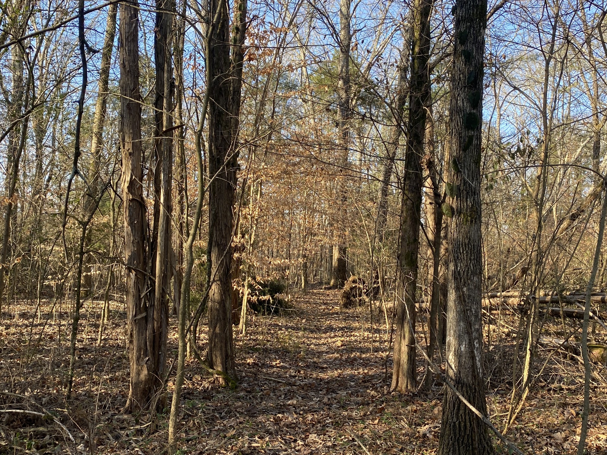 7992 Primm Springs Road Primm Springs, TN 38476 - Photo 28 of 31