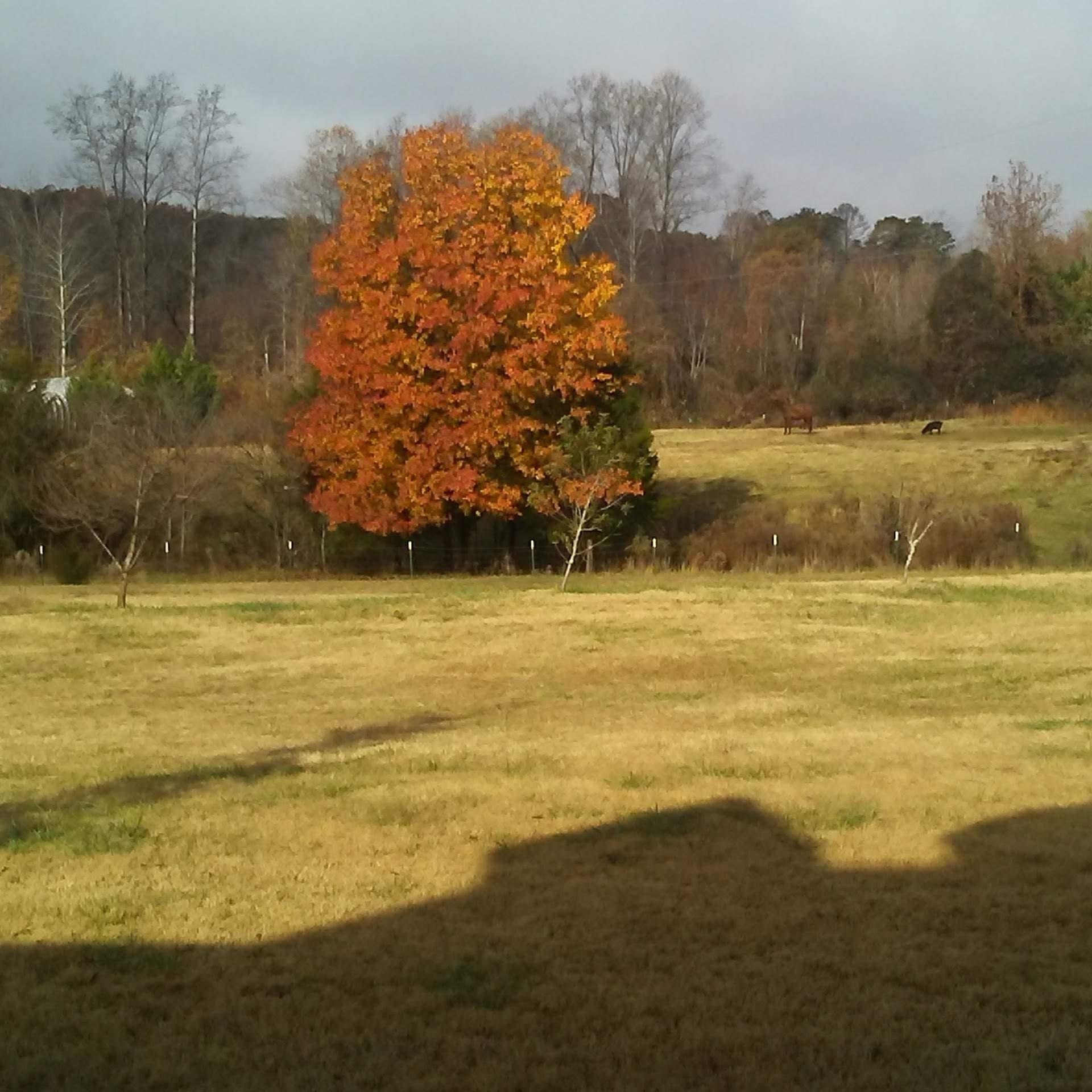0 Cole Road Campobello, SC 29322 - Photo 9 of 10 Gallery Image 9