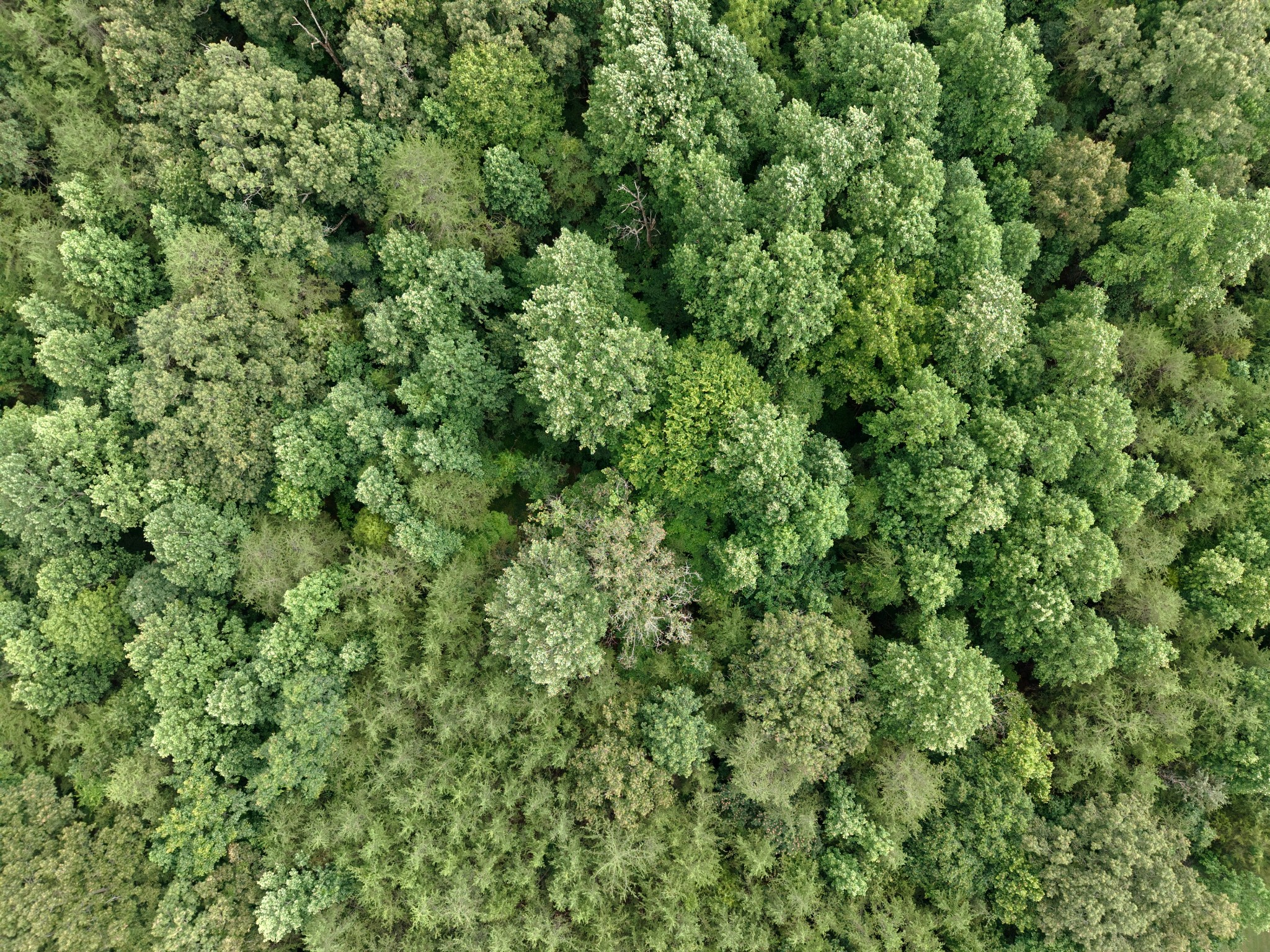 1 Barlow Road West Rock Island, TN 38581 - Photo 5 of 21 an outdoor view of a forest