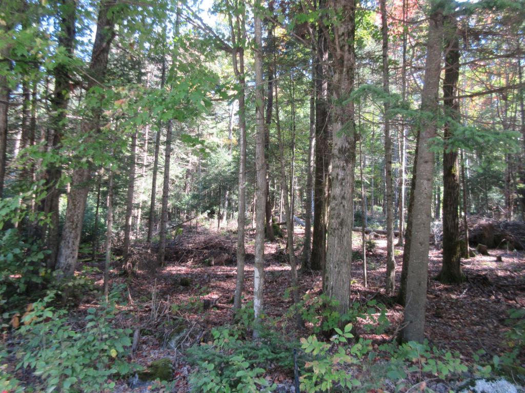 Lot 2 Vt Route Morgan, VT 05853 - Photo 2 of 3