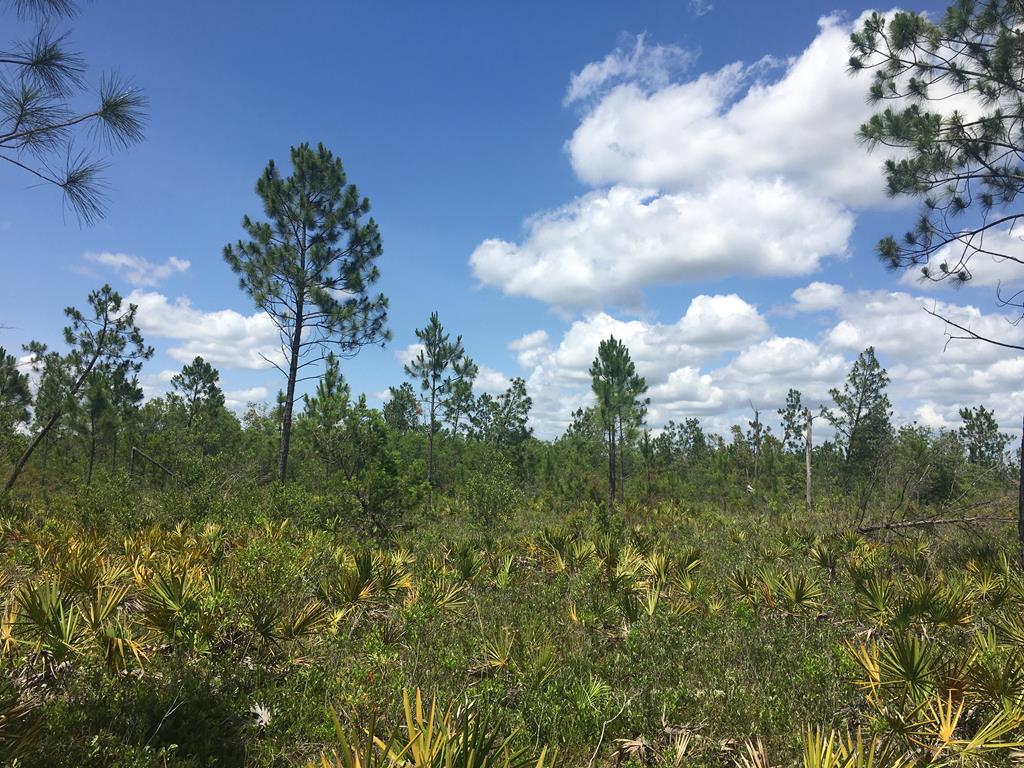 Tbd Rigsby Lane Fountain, FL 32438 - Photo 24 of 34 Gallery Image 24