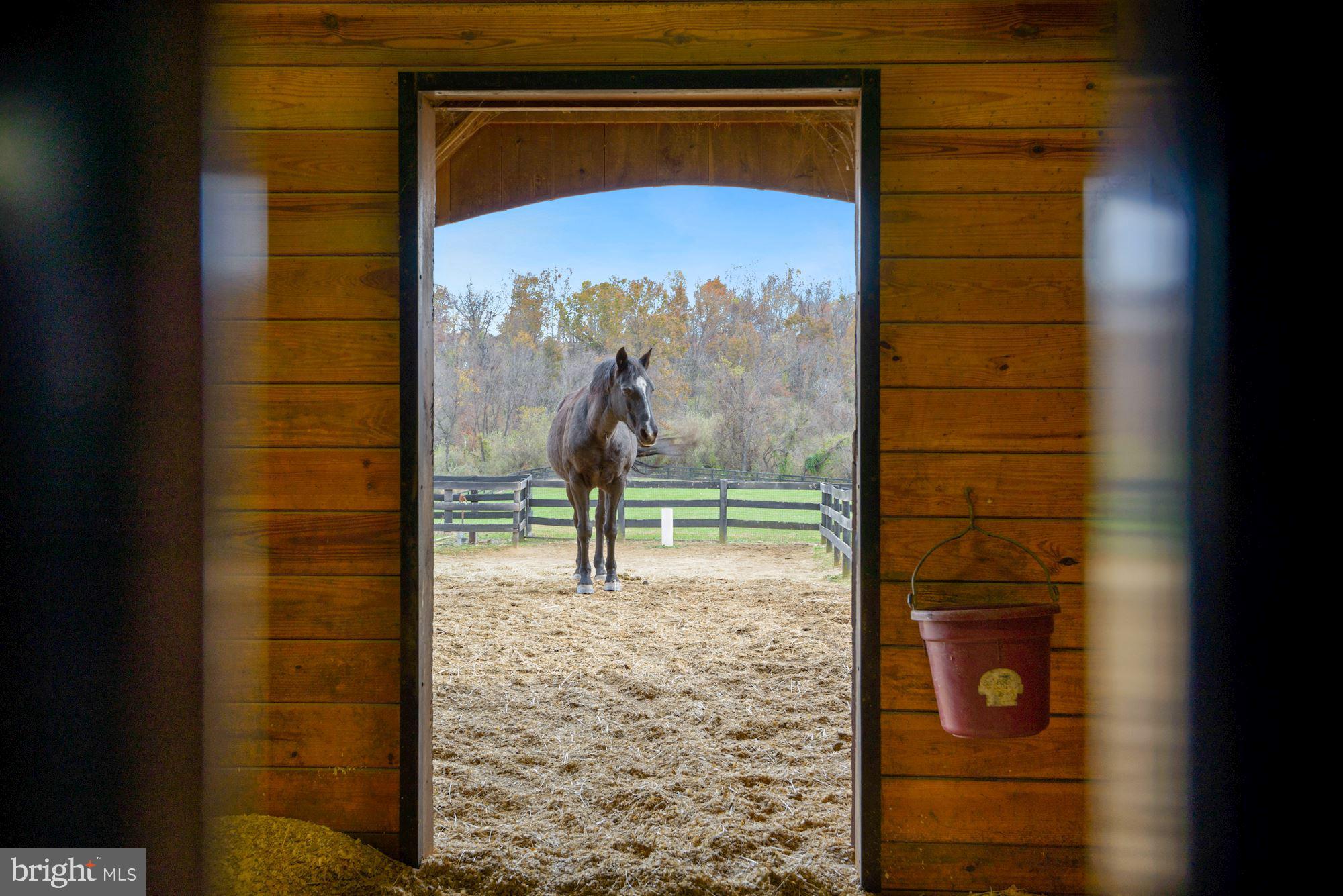 21232 Unison Road Middleburg, VA 20117 - Photo 70 of 123 Stalls open to a lean-to and dry lot