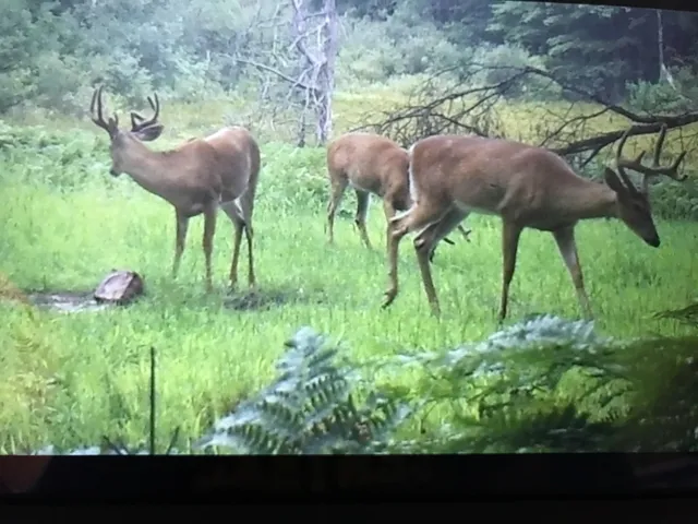 $150,000 | 80th Avenue, Evart, MI 49631