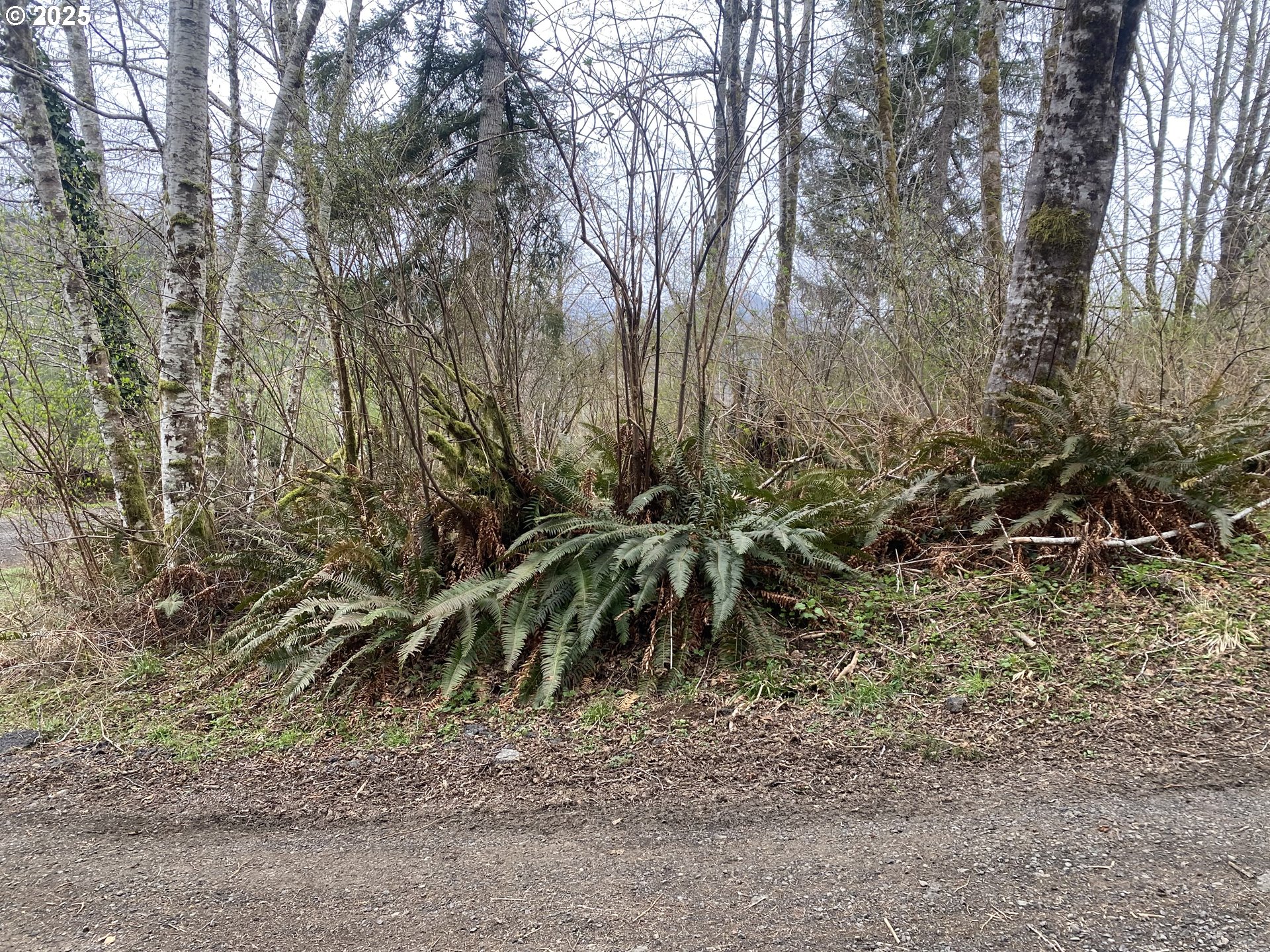 0 Elderberry Road Seaside, OR 97138 - Photo 15 of 20 a view of a yard