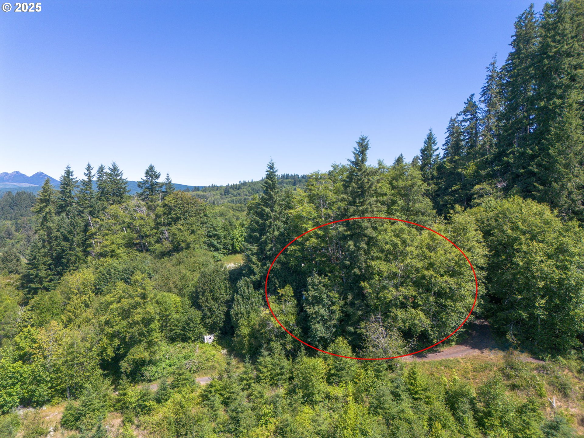 0 Elderberry Road Seaside, OR 97138 - Photo 10 of 20 a view of a plants and trees in a field