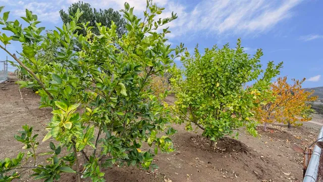 a view of a garden with plants