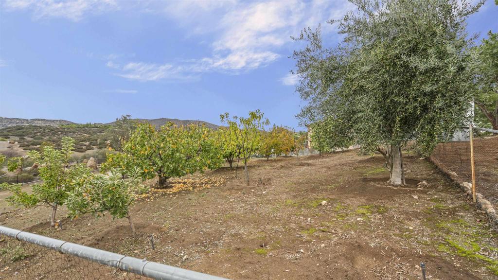 39260 Grassy Road Temecula, CA 92592 - Photo 41 of 50 a view of a yard with plants and a trees