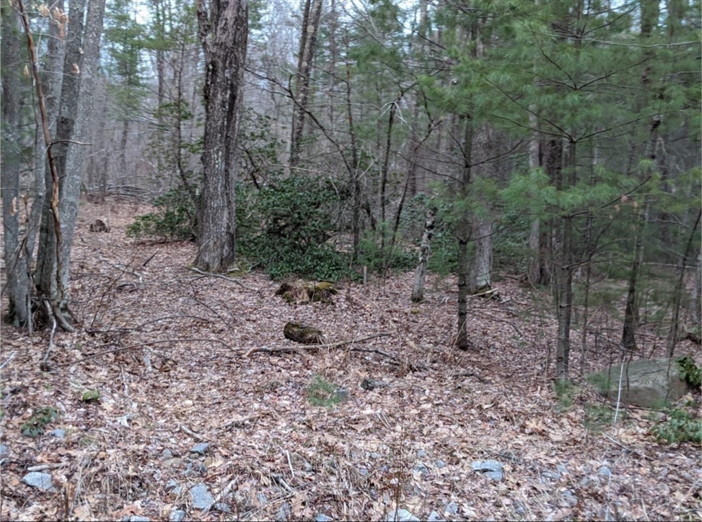 508 Old County Road Holland, MA 01521 - Photo 34 of 42 a view of a forest filled with trees