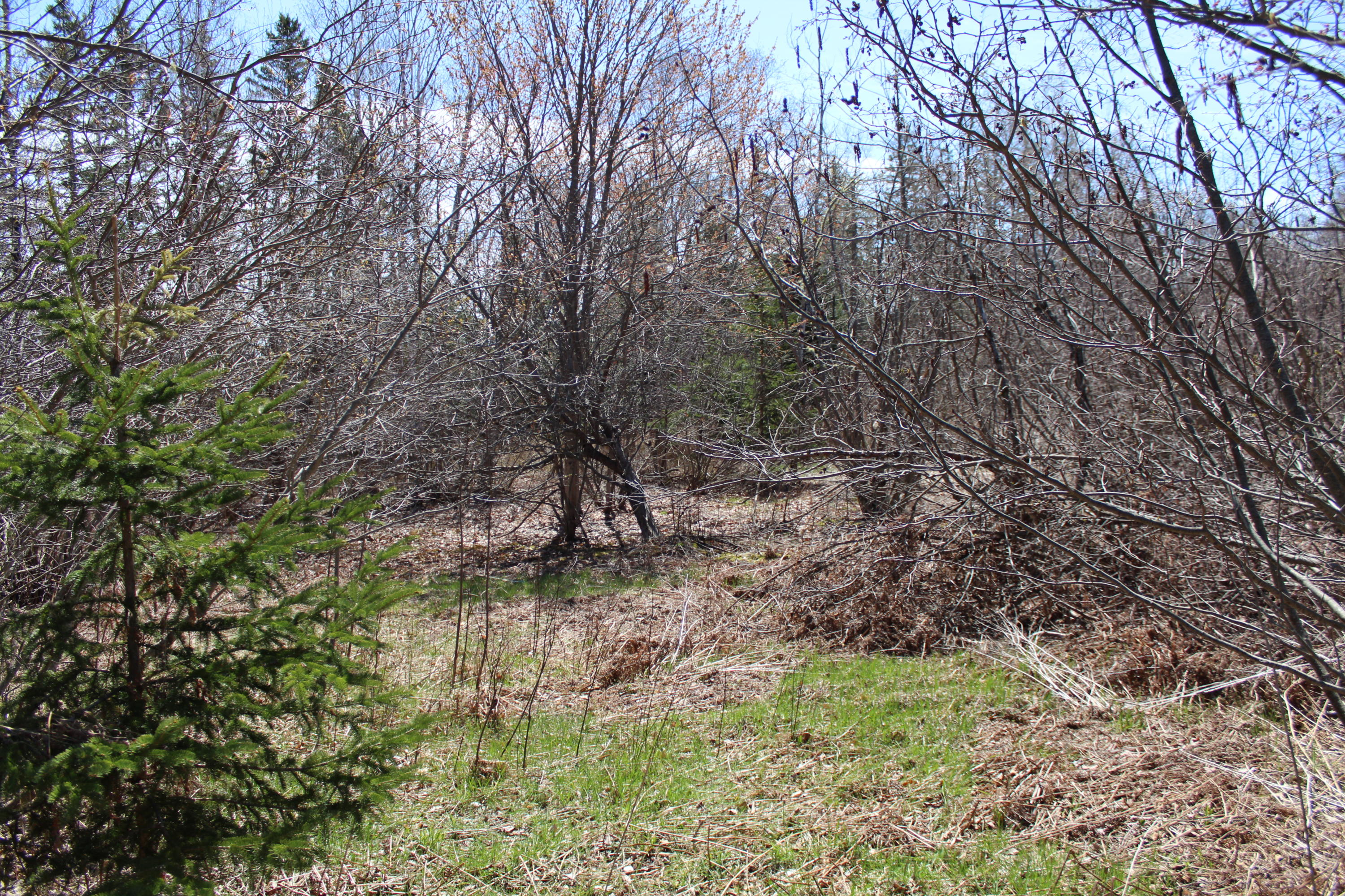 0 Old Eastport Road Perry, ME 04667 - Photo 20 of 25 IMG_3494
