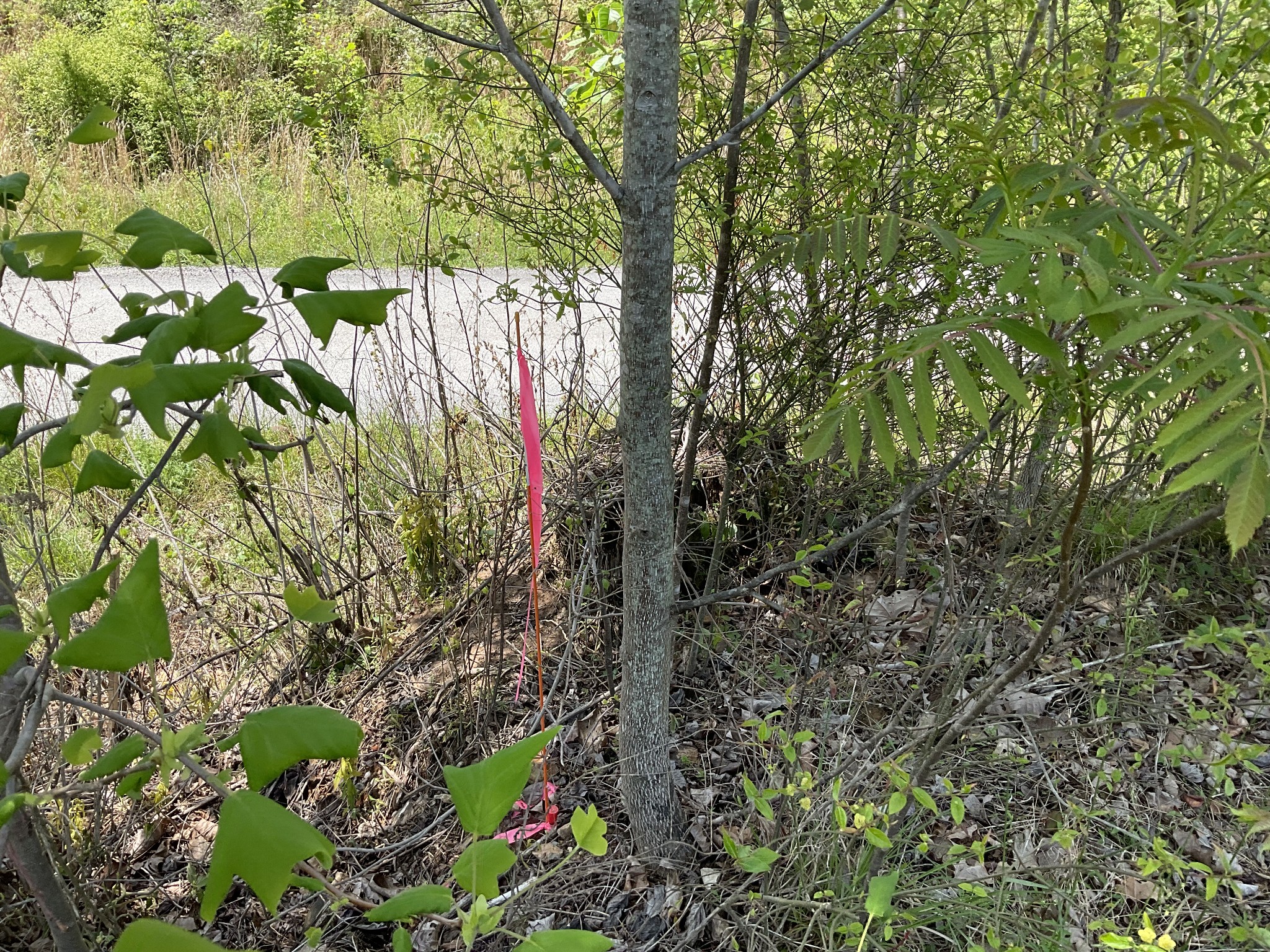 1 Brigham Branch Road Erin, TN 37061 - Photo 15 of 42 Gallery Image 15