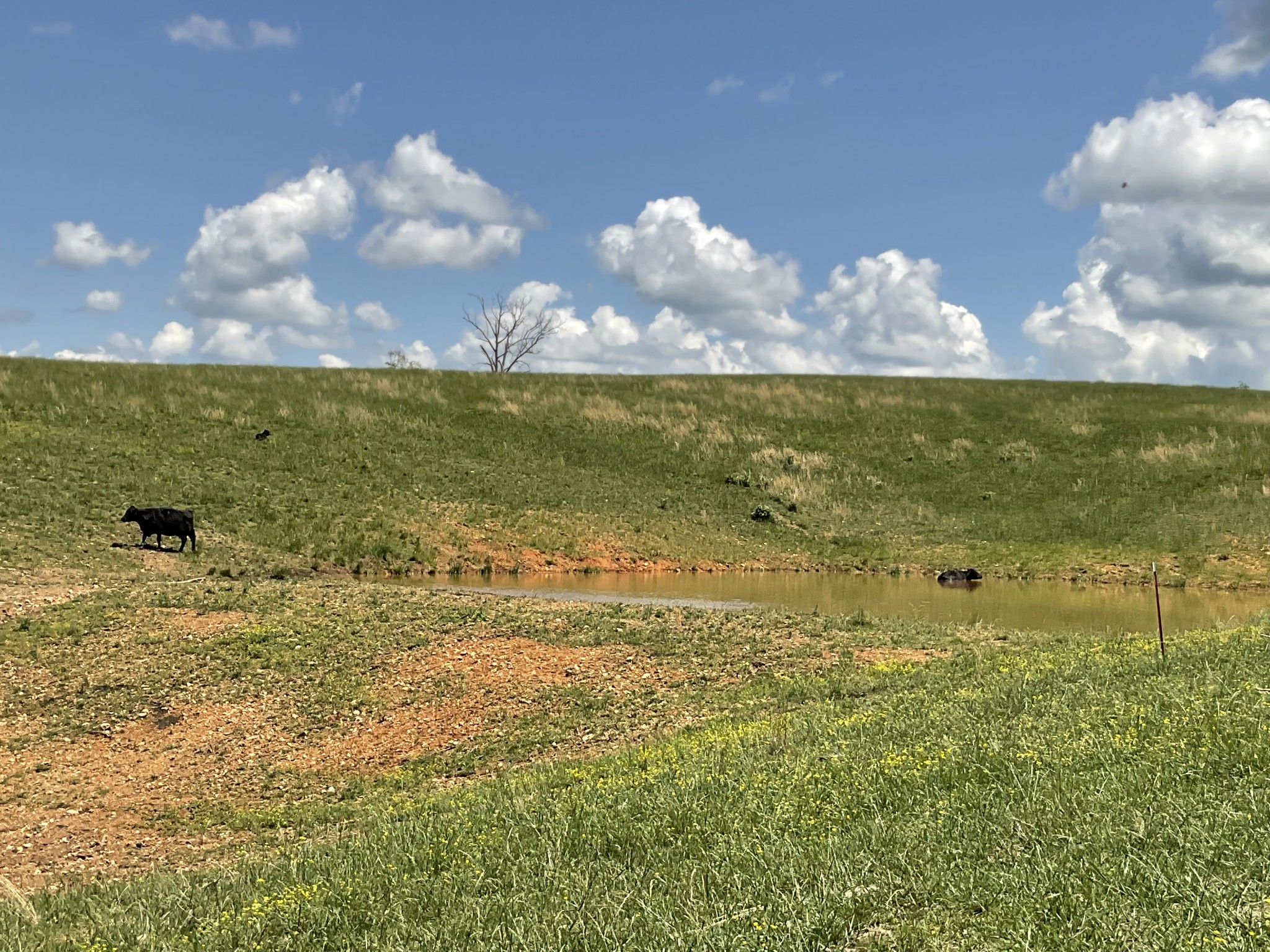 1 Brigham Branch Road Erin, TN 37061 - Photo 23 of 42 Gallery Image 23