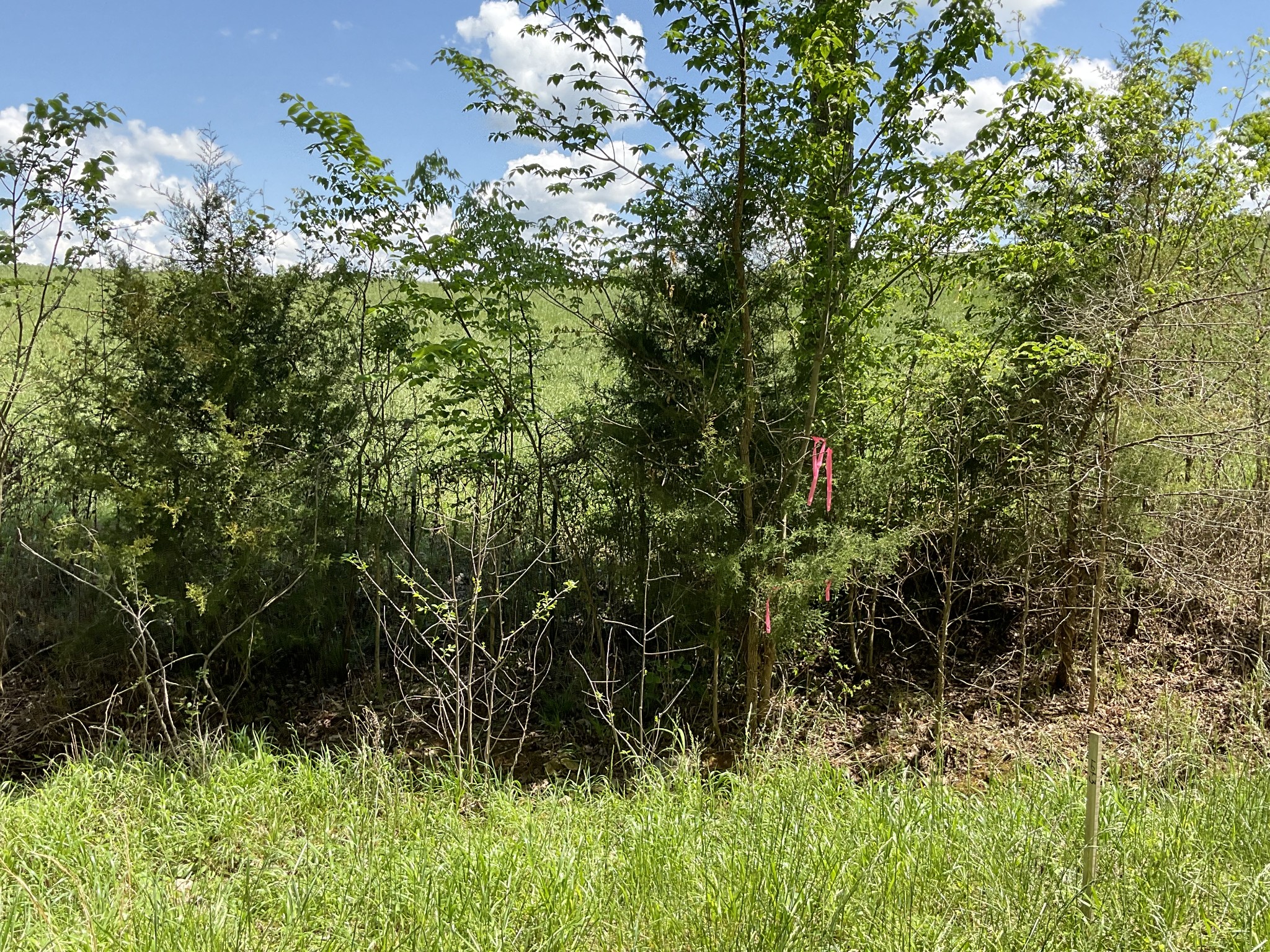 1 Brigham Branch Road Erin, TN 37061 - Photo 39 of 42 Gallery Image 39