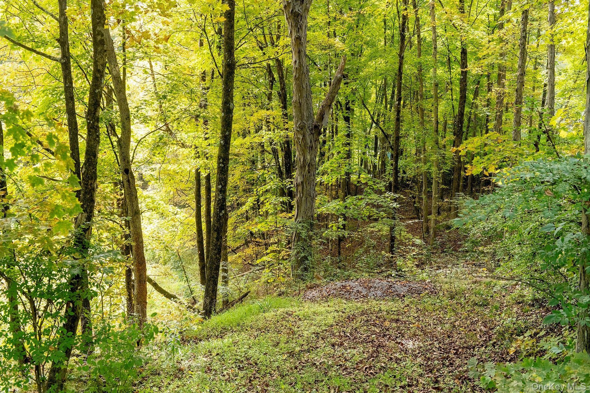 28 Clinton Corners Road Salt Point, NY 12578 - Photo 34 of 41 a view of a yard with plants