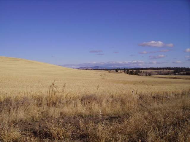 0 Bachelor Flat Road Curlew, WA 99118 - Photo 8 of 8 Gallery Image 8