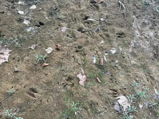 $380,000 | 215 County Road 369, Carrollton, MS 38917