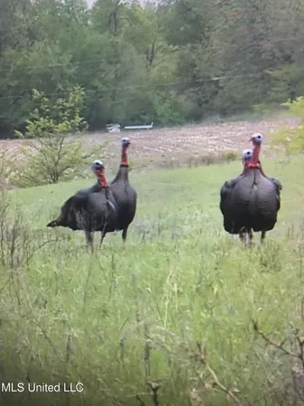 $350,000 | 215 County Road 369, Carrollton, MS 38917