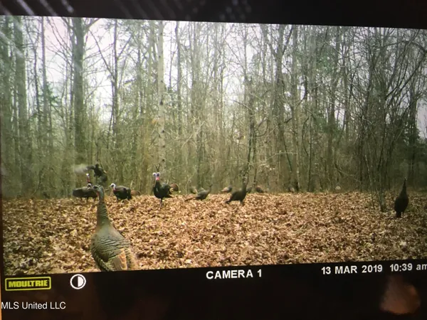 $350,000 | 215 County Road 369, Carrollton, MS 38917