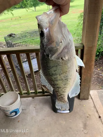 $350,000 | 215 County Road 369, Carrollton, MS 38917