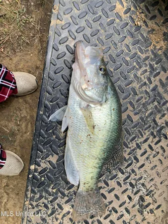 $350,000 | 215 County Road 369, Carrollton, MS 38917