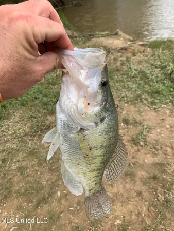 $350,000 | 215 County Road 369, Carrollton, MS 38917