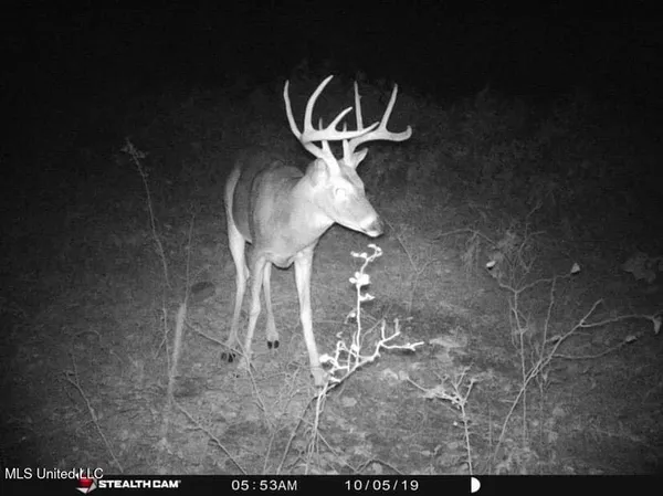 $350,000 | 215 County Road 369, Carrollton, MS 38917