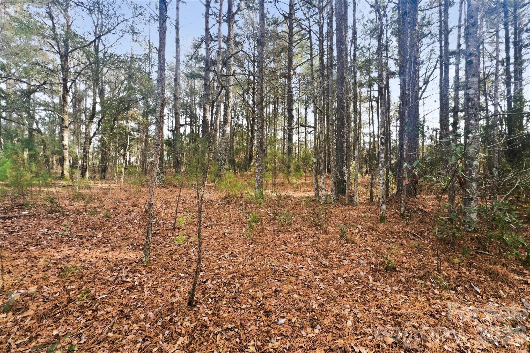 252 Long Corner Road Whiteville, NC 28472 - Photo 8 of 8 a view of yard with trees