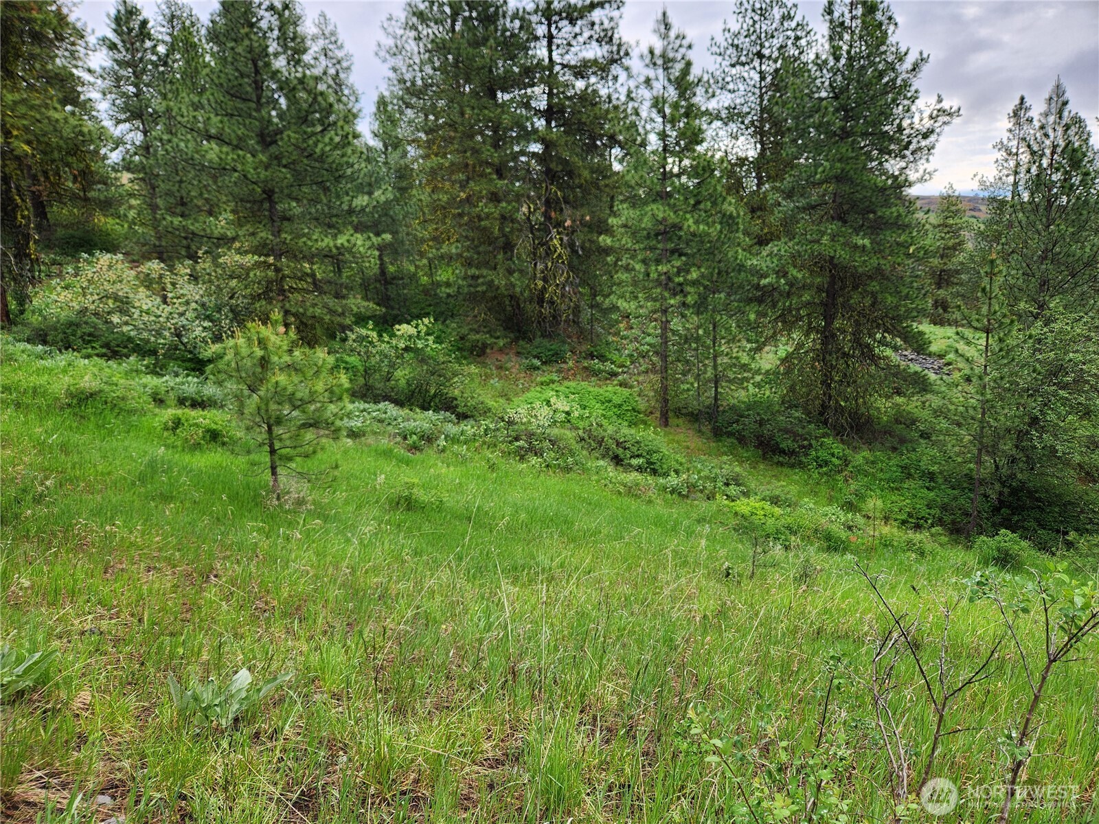74-75 Gold Mt Road Republic, WA 99166 - Photo 11 of 25 a view of a lush green forest