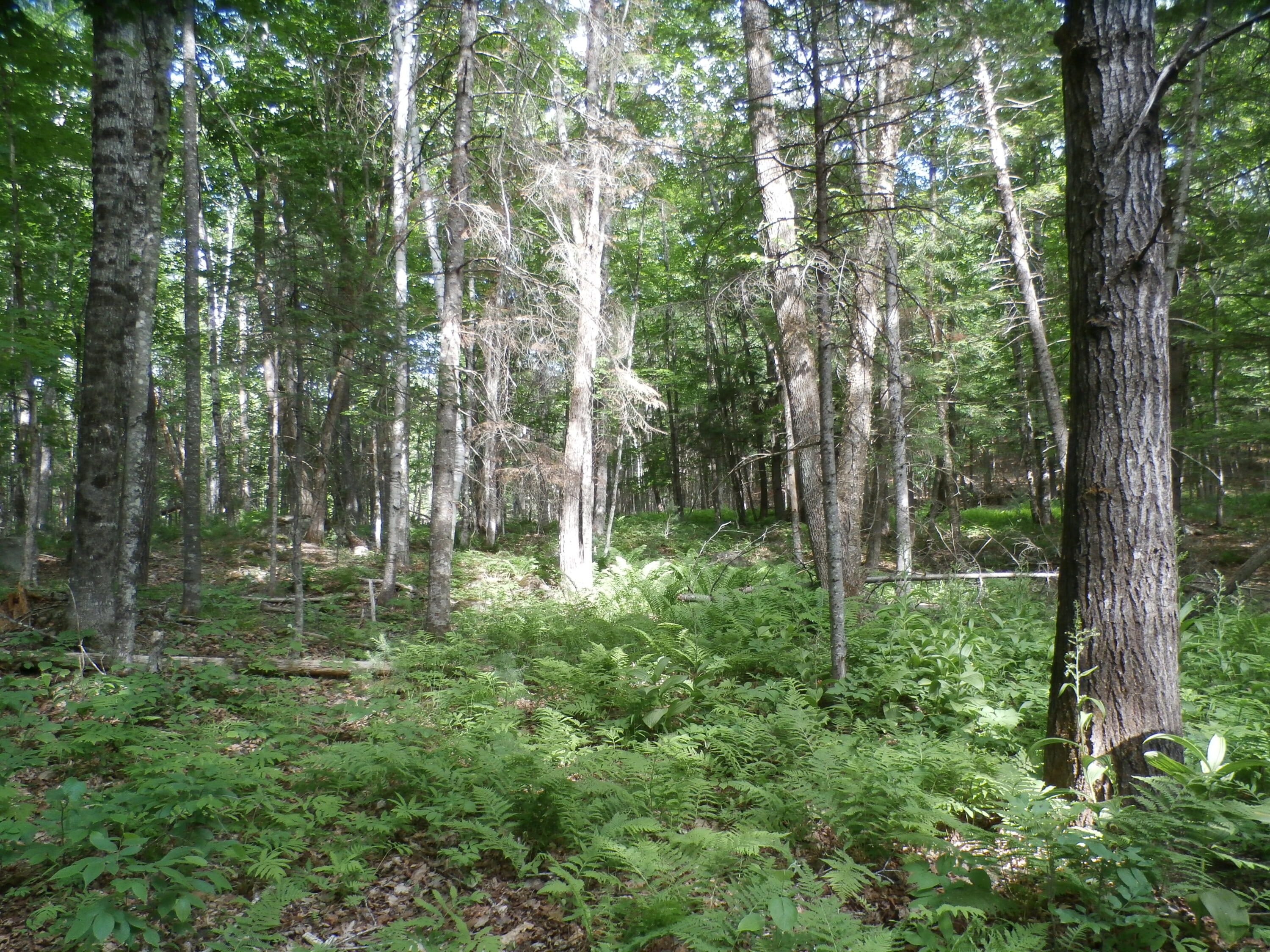 1-a-2 Webb River Acres Road Carthage, ME 04224 - Photo 35 of 54 P6180941
