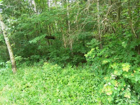 9099 Coldwater Road Flushing, MI 48433 - Photo 11 of 16 20217061-10.JPG
