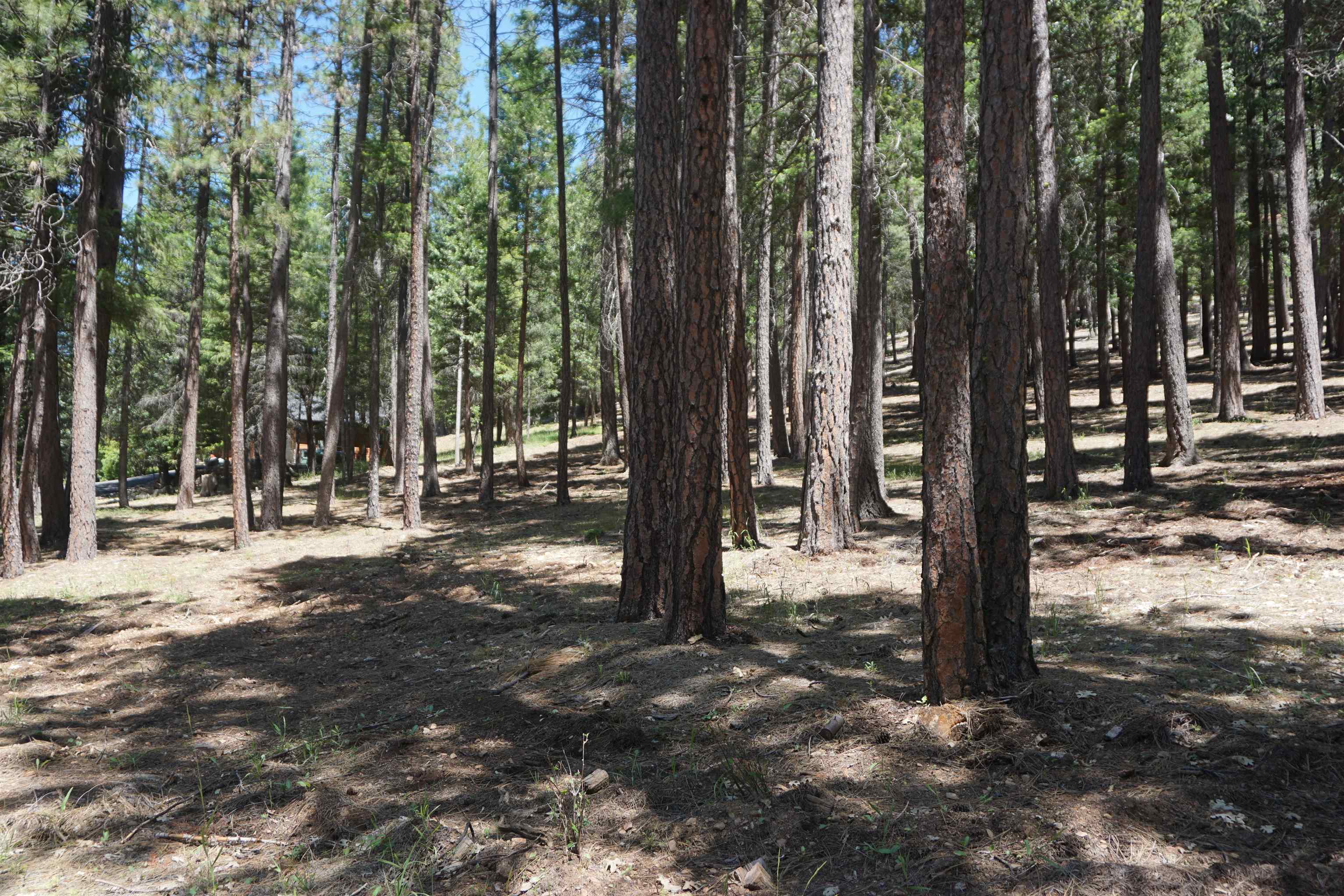 397 Main Ranch Road Quincy, CA 95971 - Photo 1 of 15