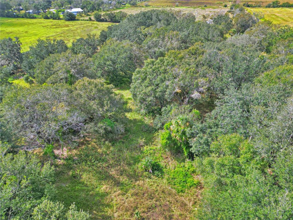 Conroy Lane Wauchula, FL 33873 - Photo 9 of 13 a view of a lush green forest
