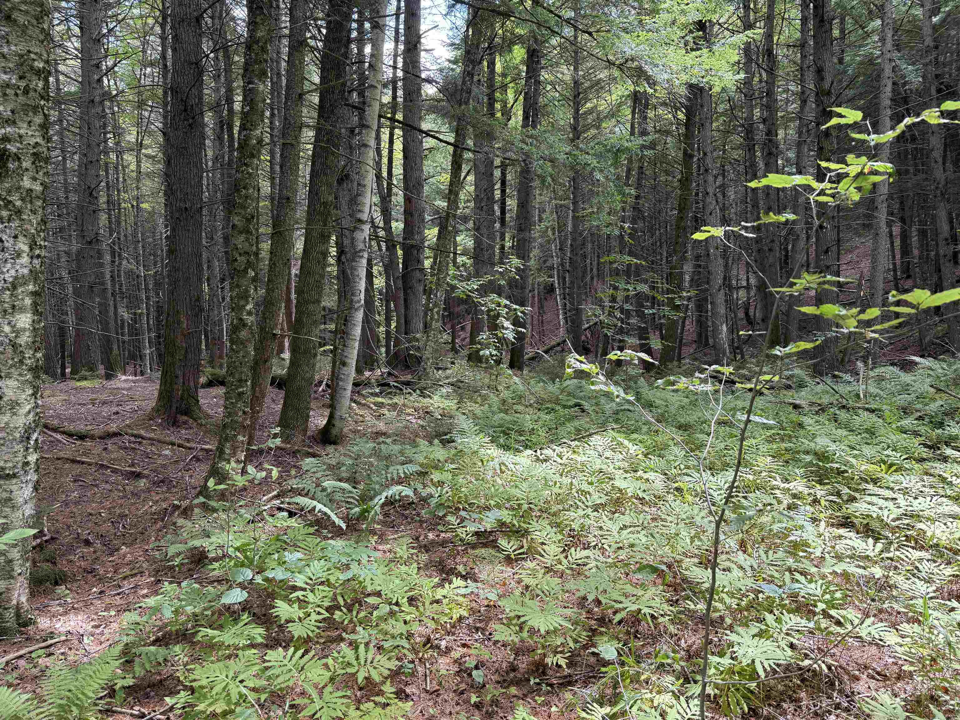 0 Hoey Road Cavendish, VT 05142 - Photo 12 of 19