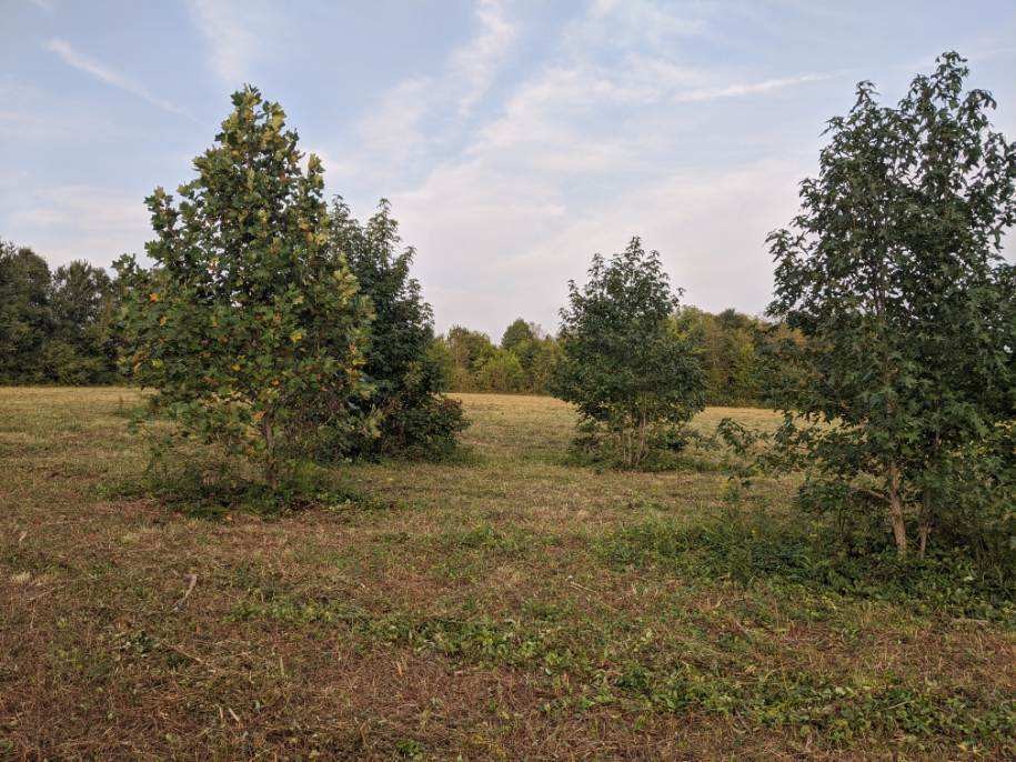 0 Old Baxter Road Baxter, TN 38544 - Photo 7 of 8 a view of a field of grass and trees